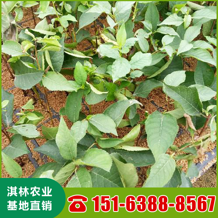 基地直供布鲁克斯樱桃苗 南北方种植盆栽地栽水果树 根系发达 量大优惠