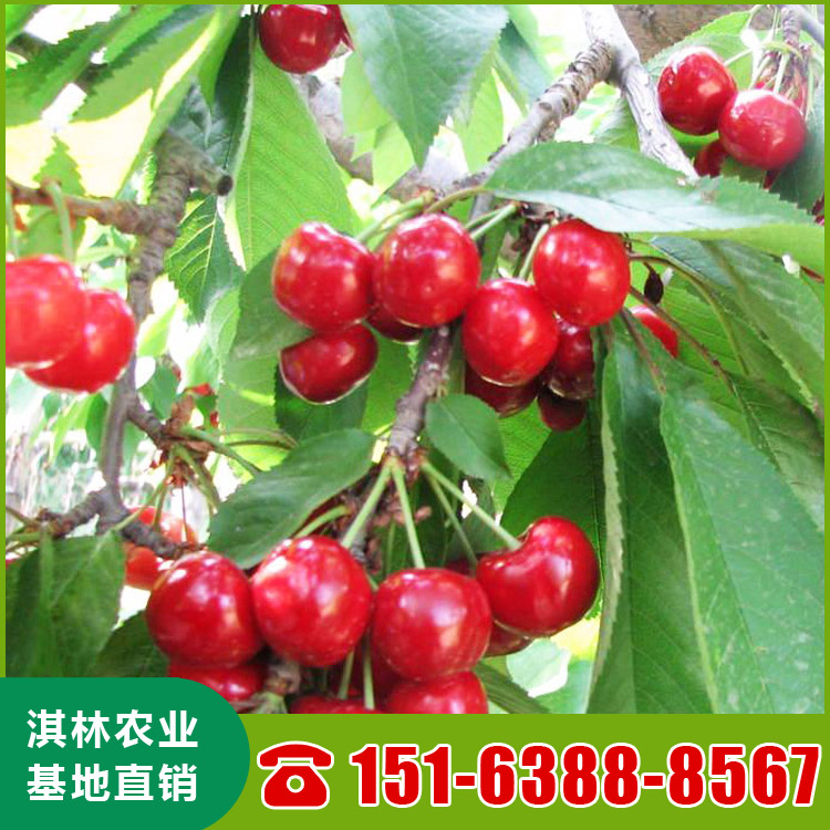 基地直供大樱桃树 泰安樱桃苗种植 根系发达 量大优惠