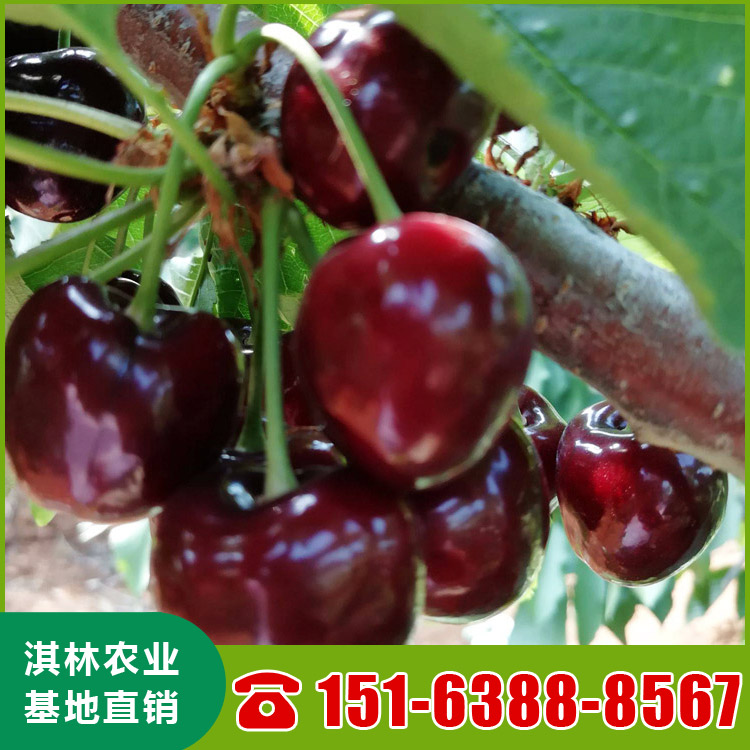 泰安大樱桃 美早樱桃 盆栽地栽樱桃树苗 嫁接樱桃树苗基地供应