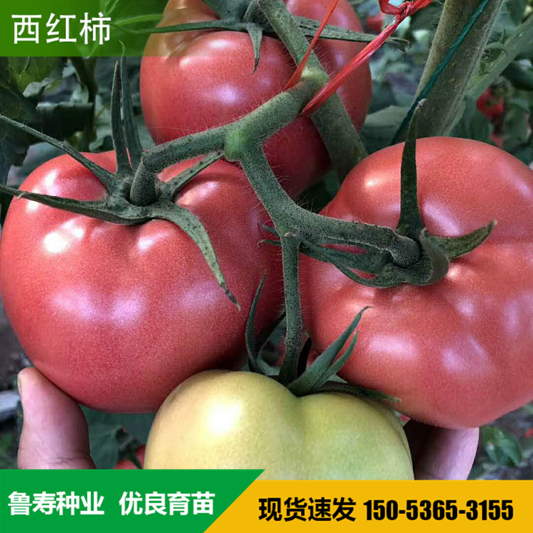番茄种子价格 红果西红柿种子 耐高温西红柿种子 西红柿种子培育
