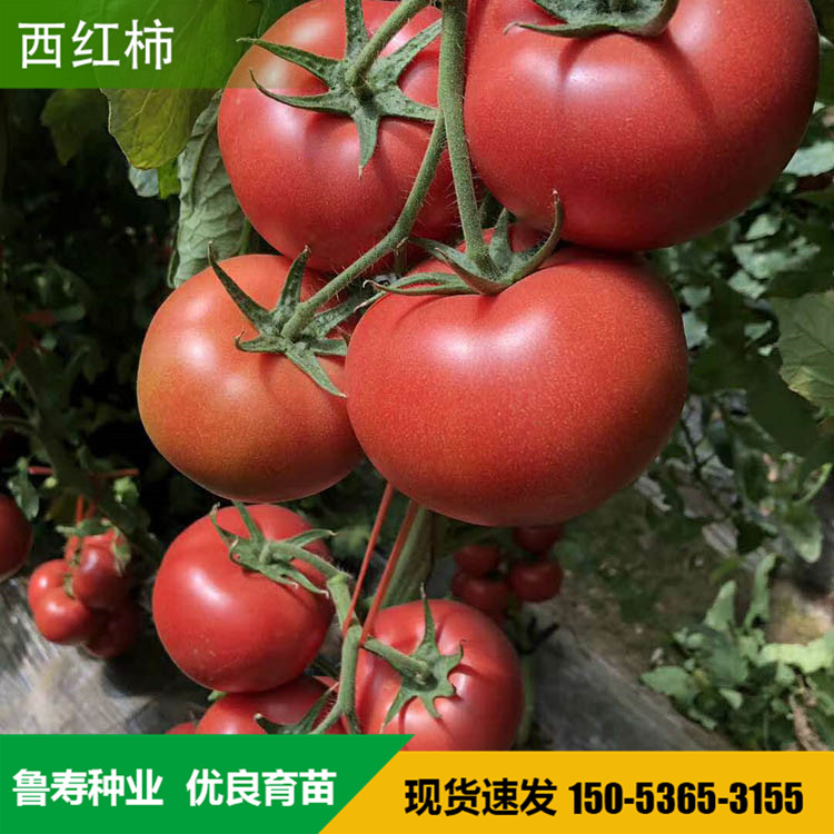 番茄种子价格 红果西红柿种子 耐高温西红柿种子 西红柿种子培育