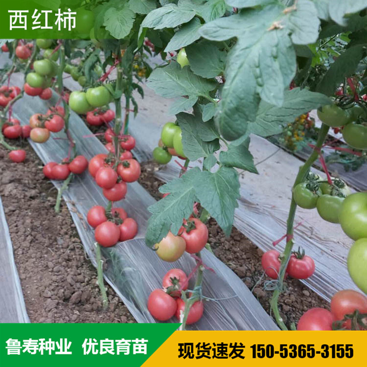 番茄种子价格 红果西红柿种子 耐高温西红柿种子 西红柿种子培育