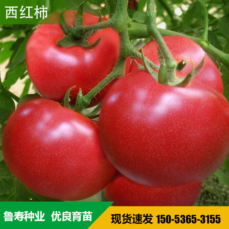 番茄种子价格 红果西红柿种子 耐高温西红柿种子 西红柿种子培育