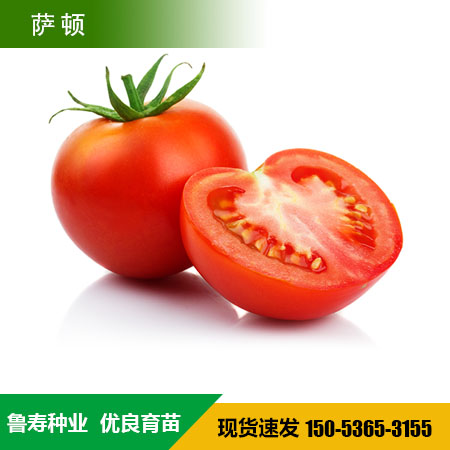 番茄种子价格 红果西红柿种子 耐高温西红柿种子 西红柿种子培育