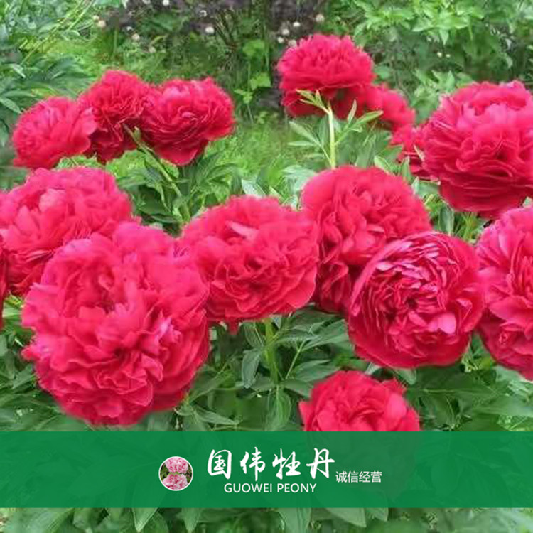 菏泽牡丹价格 精品观赏牡丹 重瓣多色牡丹