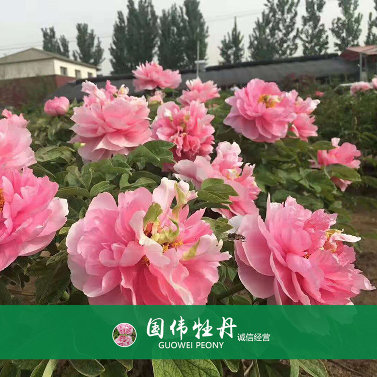 菏泽牡丹价格 盆栽牡丹花 重瓣多色牡丹