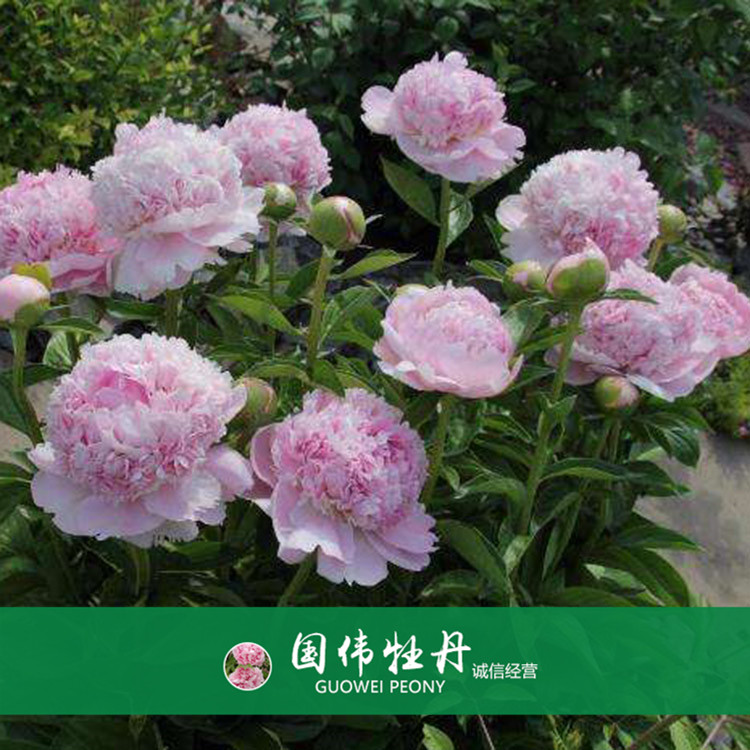 菏泽牡丹种植基地 精品观赏牡丹 品种齐全 欢迎选购