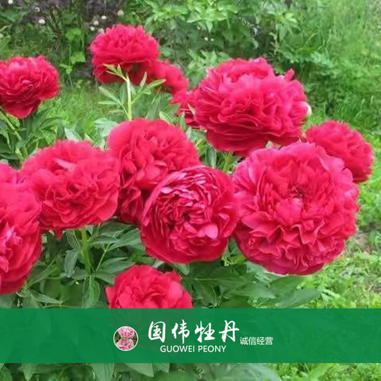 菏泽牡丹价格 盆栽牡丹花 重瓣多色牡丹