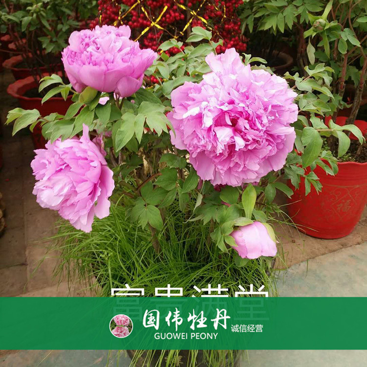 观赏牡丹价格 盆栽牡丹花 重瓣多色牡丹