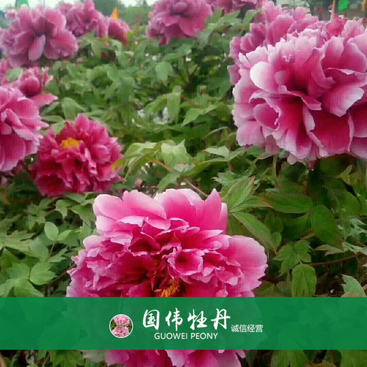 菏泽牡丹种植基地 盆栽牡丹花 重瓣多色牡丹