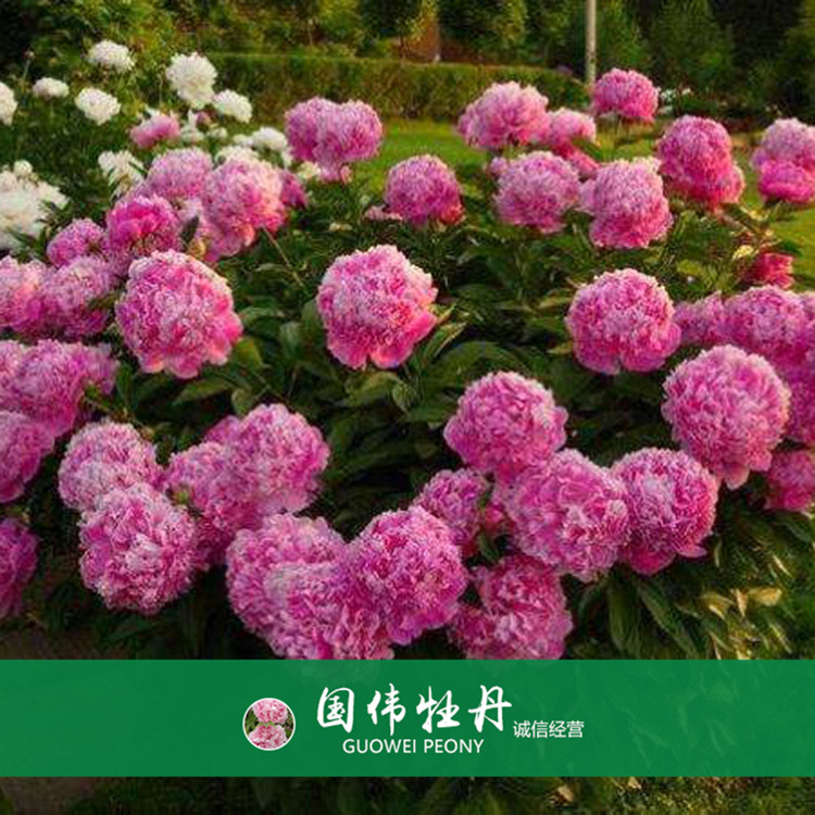 菏泽牡丹种植基地 盆栽牡丹花 重瓣多色牡丹