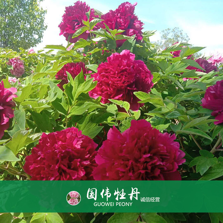 菏泽牡丹种植基地 盆栽牡丹花 重瓣多色牡丹