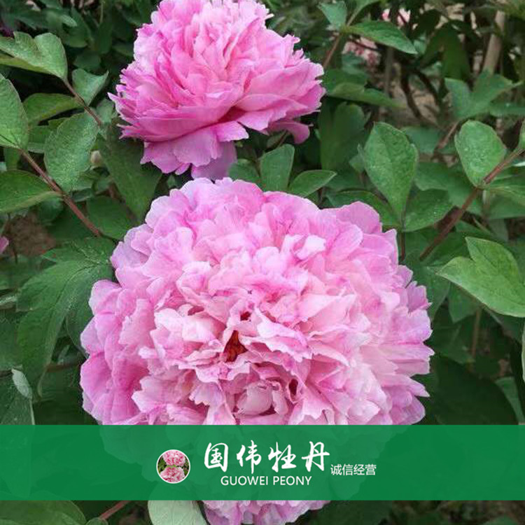 观赏牡丹价格 盆栽牡丹花 重瓣多色牡丹