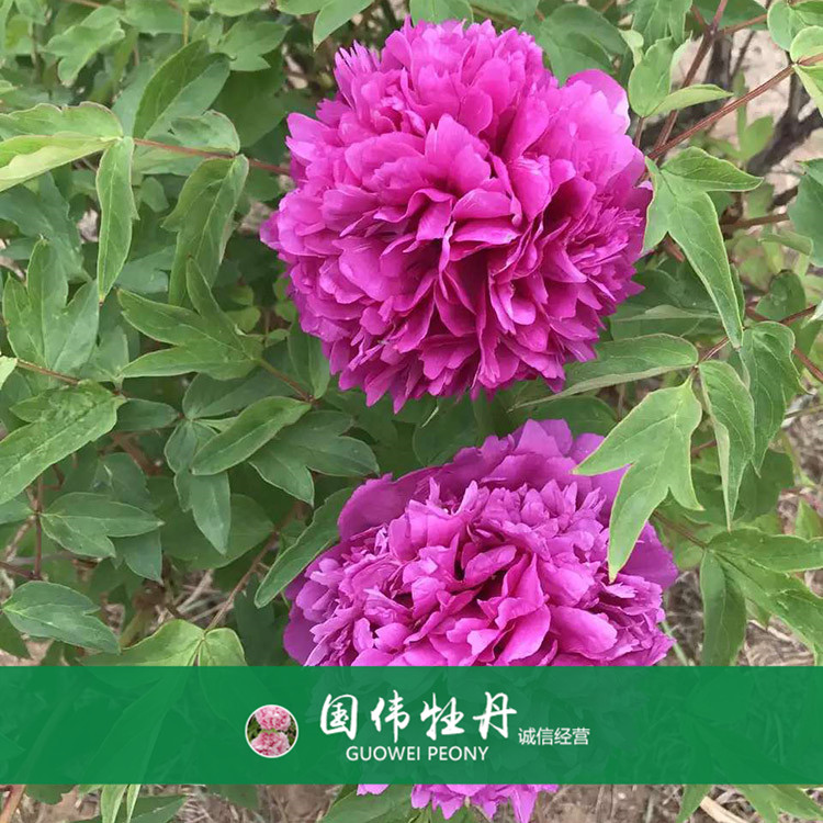 菏泽牡丹种植基地 盆栽牡丹花 重瓣多色牡丹