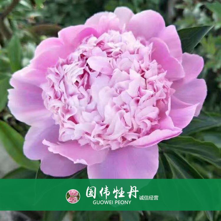 菏泽牡丹价格 盆栽牡丹花 重瓣多色牡丹