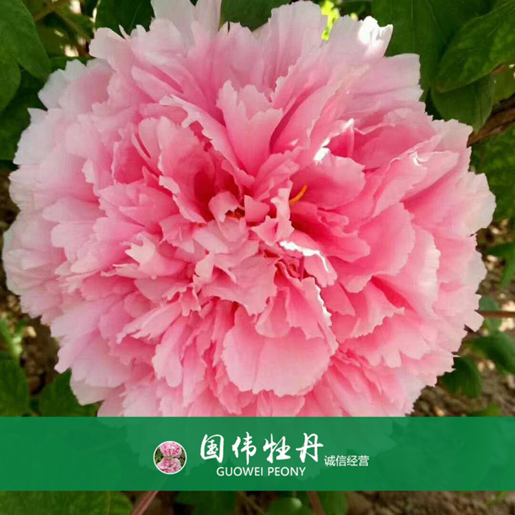 菏泽牡丹价格 盆栽牡丹花 重瓣多色牡丹