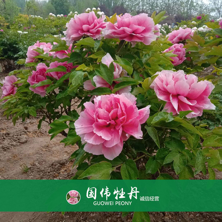 菏泽牡丹种植基地 精品观赏牡丹 品种齐全 欢迎选购