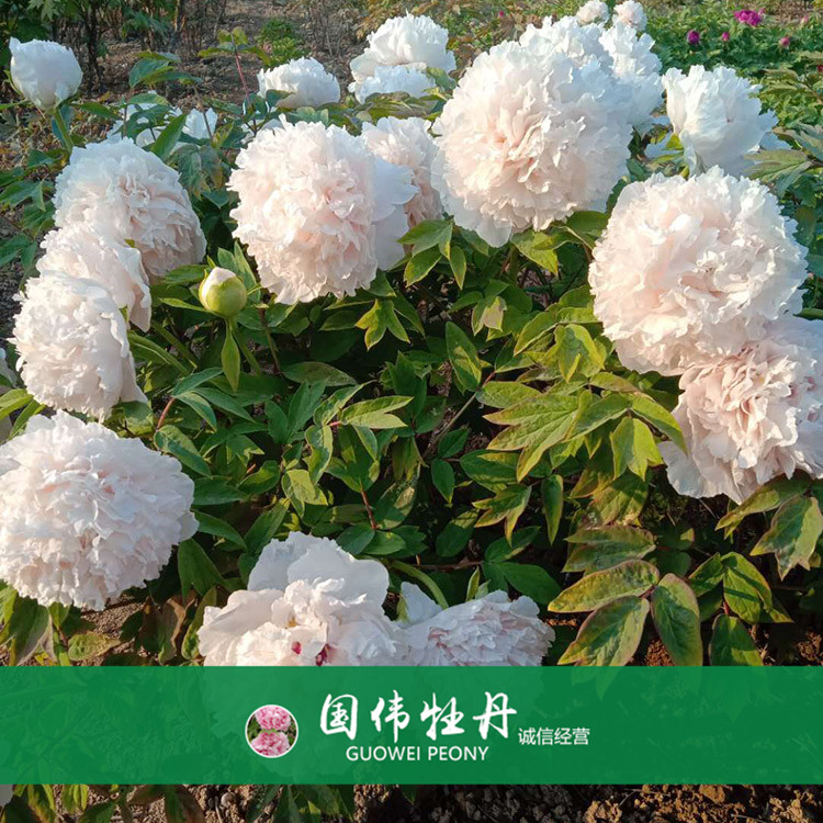 菏泽牡丹价格 精品观赏牡丹 品种齐全 欢迎选购