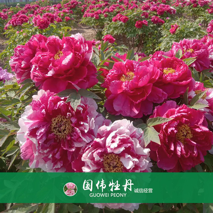 菏泽牡丹种植基地 盆栽牡丹花 品种齐全 欢迎选购