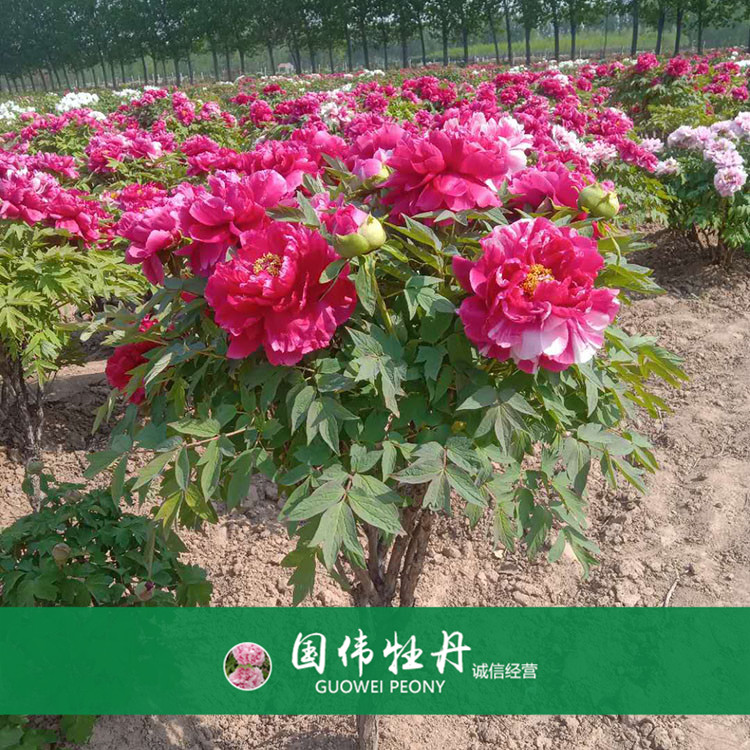 观赏牡丹价格 盆栽牡丹花 重瓣多色牡丹