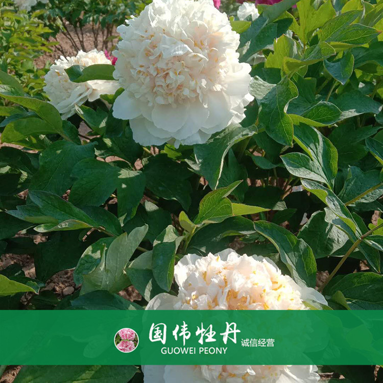 菏泽牡丹价格 精品观赏牡丹 重瓣多色牡丹