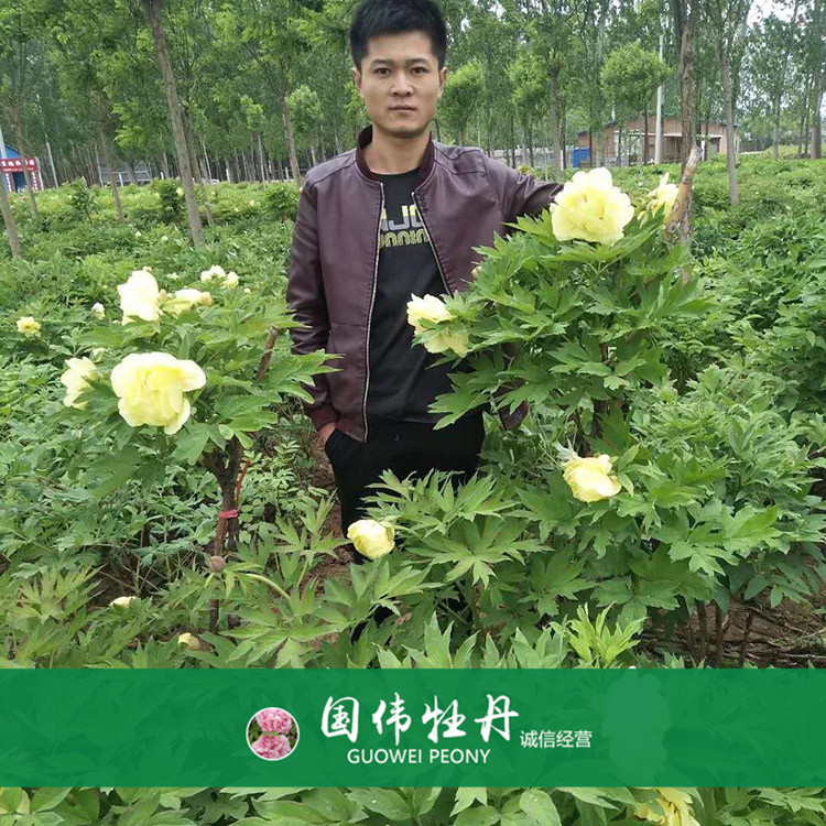 菏泽牡丹种植基地 精品观赏牡丹 重瓣多色牡丹
