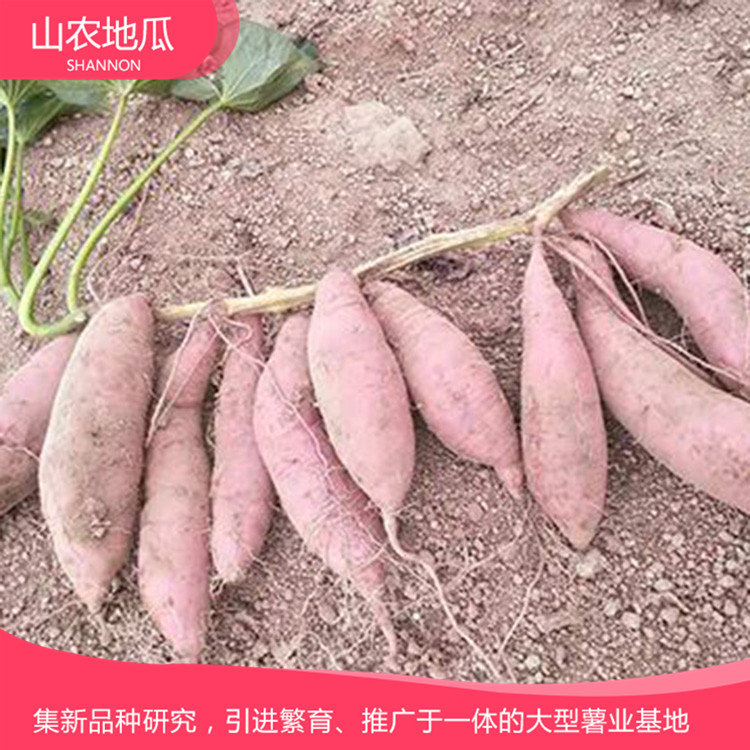 安徽芜湖 优良红薯苗 红薯种苗价格 高品质地瓜苗批发