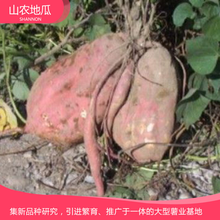 湖南长沙 地瓜苗种植基地 红薯种苗价格 龙署九号地瓜苗价格