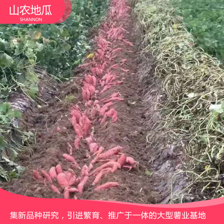 山东潍坊 优良红薯苗 红薯种苗价格 高品质地瓜苗批发