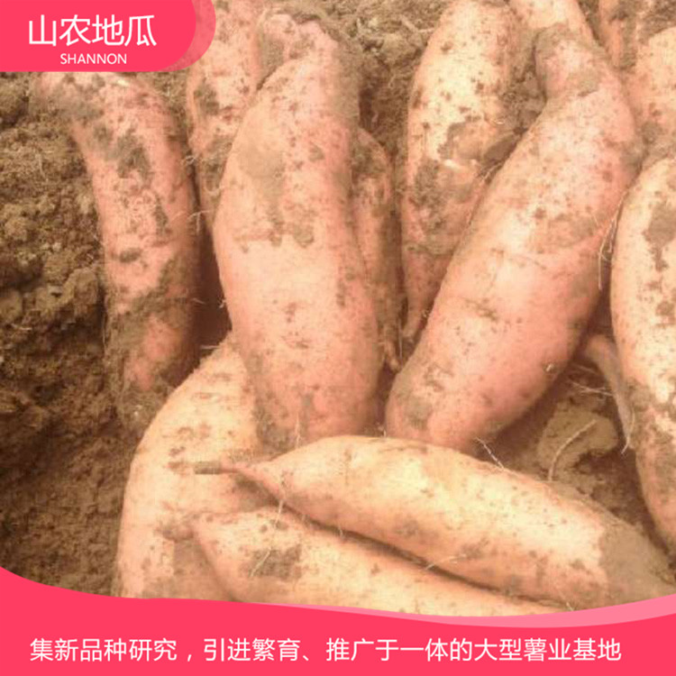 山东潍坊 厂家直销地瓜苗 批发红薯种苗 龙署九号地瓜苗价格