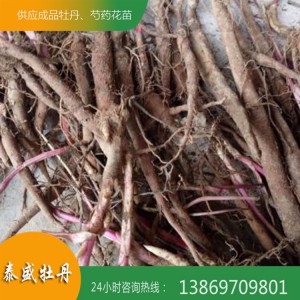 泰盛牡丹基地出售精品观赏芍药 芍药苗 芍药花苗 芍药种苗