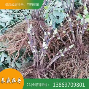 菏泽精品芍药花苗 庭院观赏芍药苗种植批发