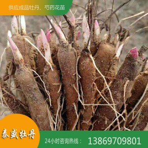 盆栽芍药花小苗 精品观赏芍药苗 成活率高 当年开花