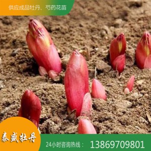 盆栽芍药花小苗 精品观赏芍药苗 成活率高 当年开花