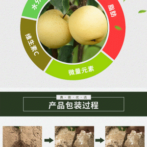 树势梨树苗 树势梨树苗 梨树苗基地 品种全