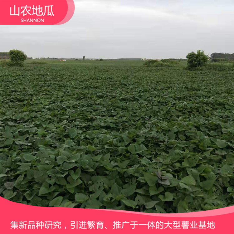 福建泉州澳州紫白地瓜 龙署九号地瓜基地直销 普薯32 秦薯8号批发