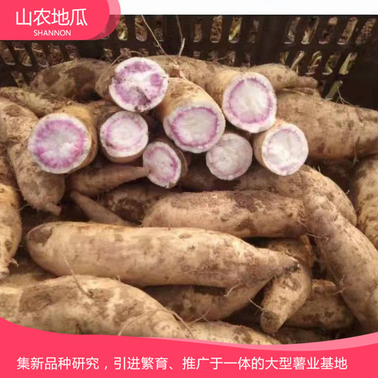 高品质地瓜菏泽红丹地瓜种植 商薯19地瓜苗批发 普薯32 秦薯8号批发