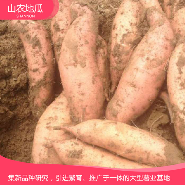 山东威海烟薯25 莺歌 商薯19地瓜苗批发 普薯32 秦薯8号批发