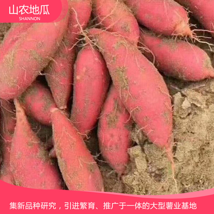 安徽六安烟薯25 莺歌 龙署九号地瓜基地直销 厂家直销西瓜红价格