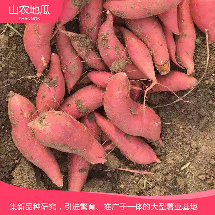 山东威海烟薯25 莺歌 龙署九号地瓜基地直销 厂家直销西瓜红价格