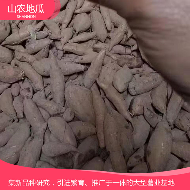 福建泉州澳州紫白地瓜 龙署九号地瓜基地直销 普薯32 秦薯8号批发