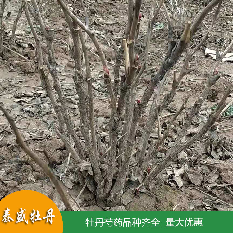 菏泽牡丹种植基地直供牡丹籽 盆栽地栽牡丹花苗 根系发达