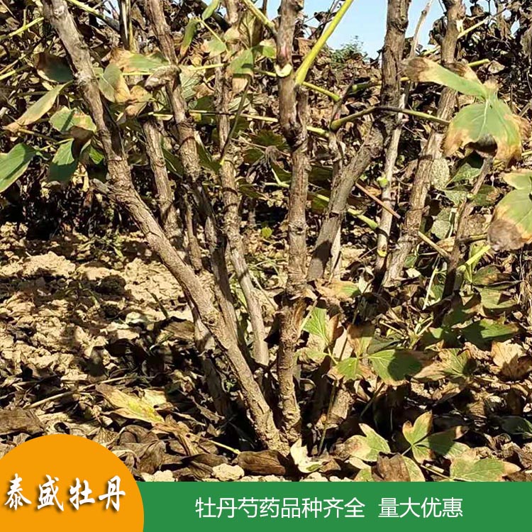 菏泽牡丹种植基地直供牡丹籽 盆栽地栽牡丹花苗 根系发达