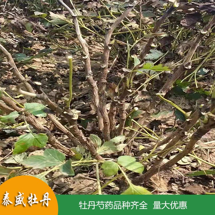 菏泽牡丹种植基地直供牡丹籽 盆栽地栽牡丹花苗 根系发达