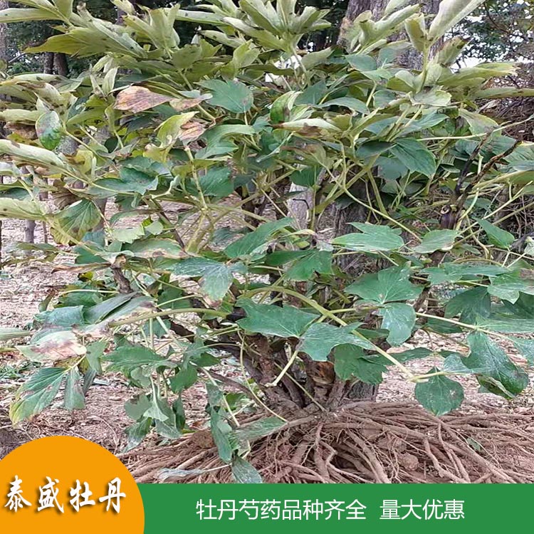菏泽牡丹种植基地直供牡丹籽 盆栽地栽牡丹花苗 量大优惠
