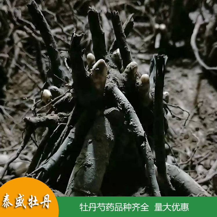 菏泽牡丹种植园销售1-3年生重瓣芍药花苗 精品芍药苗 品种齐全 欢迎订购