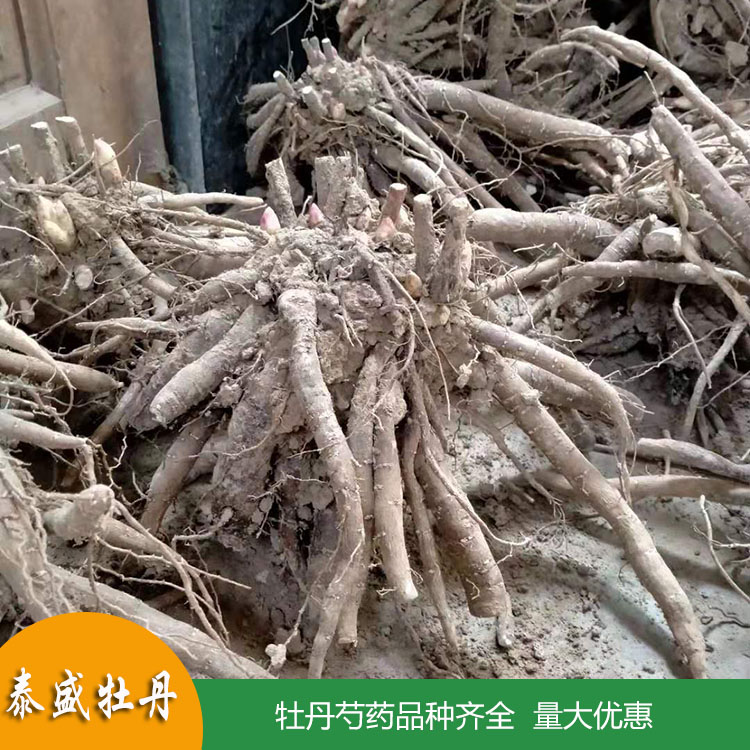 1-3年生重瓣芍药花苗 精品芍药苗 品种齐全 欢迎订购