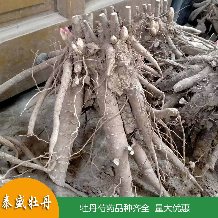 菏泽牡丹种植园销售1-3年生重瓣芍药花苗 观赏芍药带芽根块苗 品种齐全 欢迎订购
