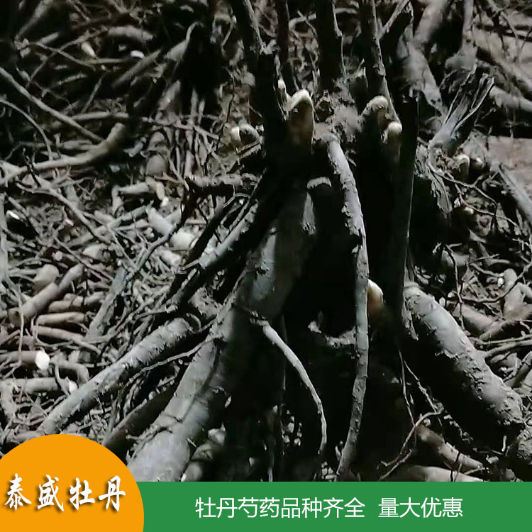 菏泽牡丹种植园销售1-3年生重瓣芍药花苗 精品芍药苗 品种齐全 欢迎订购