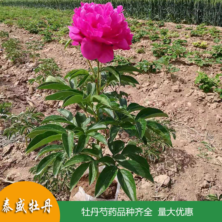 菏泽牡丹种植园销售多年生观赏芍药苗 观赏芍药带芽根块苗 品种齐全 欢迎订购